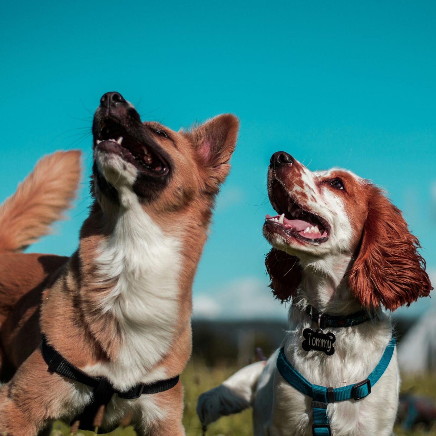 <b>WHEN TO SWITCH A PUPPY TO ADULT DOG FOOD</b><br><br>Picking the right moment to switch your puppy to adult dog food can be daunting. Our guide explains when to change and how to do it&hellip;</br>